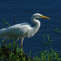 большая белая цапля :: gawrilа - dan