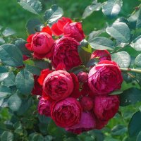 В розарии ботанического сада :: Ольга 