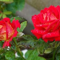 Под дождём. :: Милешкин Владимир Алексеевич 