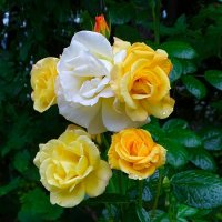 Розы августа :: Милешкин Владимир Алексеевич 