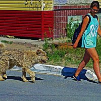 А пес похож на рысь! :: Владимир 