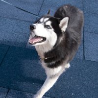 Голубоглазая Хаски на Кургане :: Евгений 