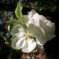 Цветок :: Роман Савоцкий Цветок :: Роман Савоцкий