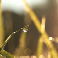 *** :: Елена Kазак (selena1965) *** :: Елена Kазак (selena1965)