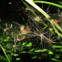 Полетели... :: Людмила Смородинская