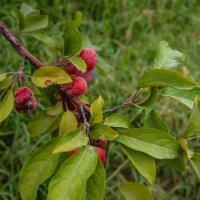 Яблочки :: Анатолий Чикчирный