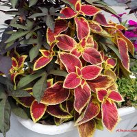 На клумбах городских... :: Андрей Заломленков