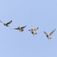 сова болотная. :: юрий макаров