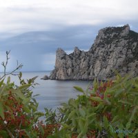 Природа Крыма :: Amazing Cosmea