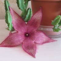 Цветок стапелии :: genar-58 '