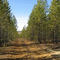 Дорога в лесу :: Anna Ivanova Дорога в лесу :: Anna Ivanova