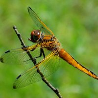 Стрекоза рыжая :: Константин Штарк