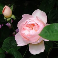 Розы :: Рита Симонова