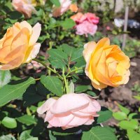 ,,, :: Сергей Тимоновский