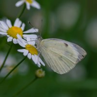 Капустница. :: Sergey (Apg)