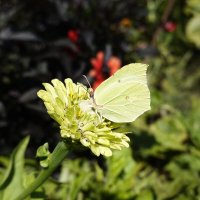 .... :: Галина .... :: Галина