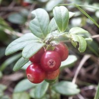 Брусника :: Зоя Мишина