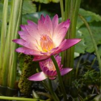 Нимфея лепесточки раскрывает, любовью к солнцу глаз её горит! :: Галина 