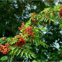 Картинка августа :: Валентин Котляров