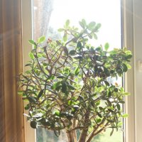 Цветок в лучах солнца :: Dar(k) Life