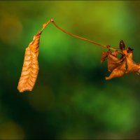Скоро осень :: Александр Тарноградский