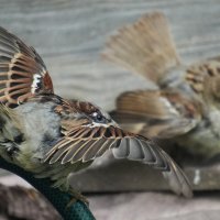 Очень злой воробей :: Павел Fotoflash911 Никулочкин Очень злой воробей :: Павел Fotoflash911 Никулочкин