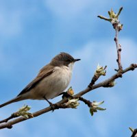 Славка завирушка :: Laryan1 