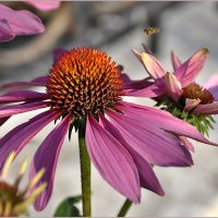 Августовским вечером :: Aquarius - Сергей