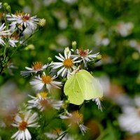 бабочки августа  1 :: Александр Прокудин