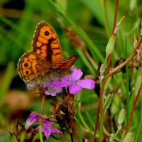 бабочки августа  4 :: Александр Прокудин
