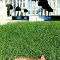 Лиса :: Сапсан 