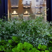 Столешников цветёт и благоухает. :: Татьяна Помогалова