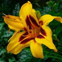 Лилия на городской клумбе. :: Милешкин Владимир Алексеевич 