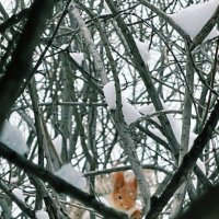 Белочка зимой :: Георгиевич 