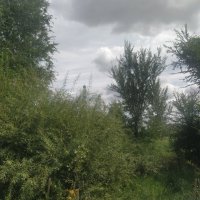 Август зеленый :: Андрей Хлопонин