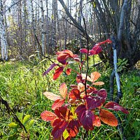 Сентябрь...Осенний "фонарик"! :: Владимир 