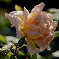 Нежность :: Александр Велигура