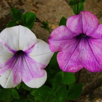 Нежность :: Людмила Смородинская