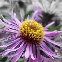 Цвет фиолетовый :: Любимова Ольга 