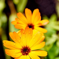 После дождичка! :: Михаил Соколов