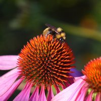 Шмелик :: Татьяна Лютаева