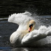 Москва. Сад будущего. :: Наташа *****