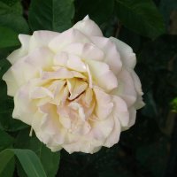 Глория  Дей :: Валентин Семчишин