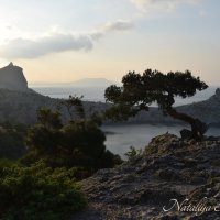 Природа Крыма :: Amazing Cosmea
