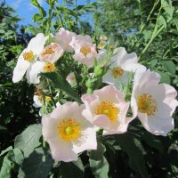 белый шиповник :: Елена Шаламова