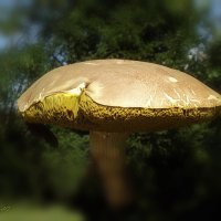 Гриб :: Freddy 97