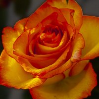 Роза флорибунда красно-жёлтая :: Aleksey Afonin