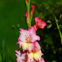 Гладиолус :: Наталья Лакомова Гладиолус :: Наталья Лакомова