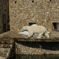 Мне жара не страшна! :: Ирина Соловьёва Мне жара не страшна! :: Ирина Соловьёва