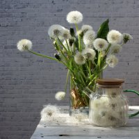 Чай из одуванчиков. :: Нина Сироткина Чай из одуванчиков. :: Нина Сироткина